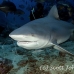 shark_bull_1d_srmr_beqa_h_0404_fij9346.jpg